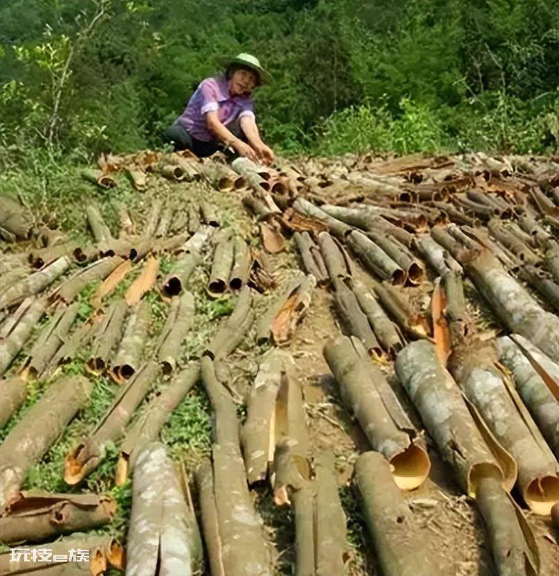 桂皮是什么树的皮(桂皮在剥皮后树还能长皮吗)-图片3